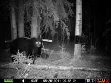 Alberta Black Bear