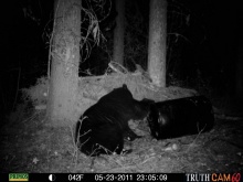 Alberta Black Bear