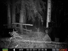 Alberta Black Bear