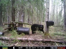 Alberta Black Bear