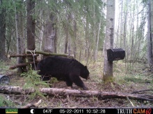 Alberta Black Bear