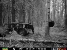 Alberta Black Bear