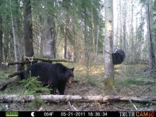 Alberta Black Bear