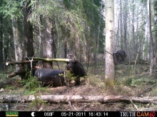 Alberta Black Bear