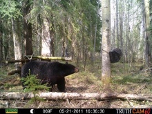 Alberta Black Bear