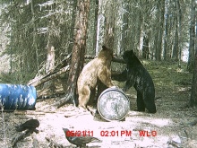 Alberta Black Bear