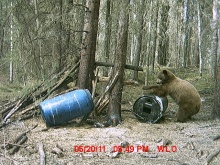 Alberta Black Bear