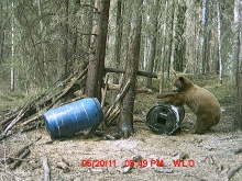 Alberta Black Bear