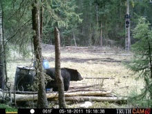 Alberta Black Bear