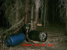 Alberta Black Bear