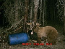 Alberta Black Bear