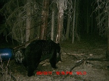 Alberta Black Bear