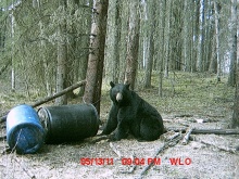 Alberta Black Bear