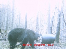 Alberta Black Bear Trail Camera Pictures 2011