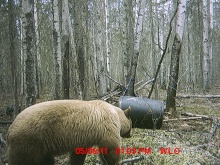 Alberta Black Bear