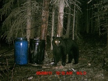 Alberta Black Bear