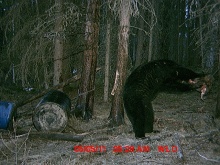 Alberta Black Bear