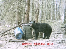 Alberta Black Bear