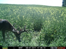 Alberta Whitetail Deer