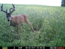 Alberta Whitetail Deer