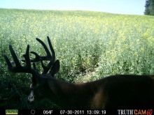 Alberta Whitetail Deer