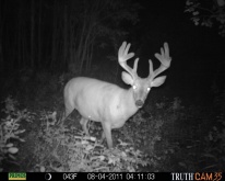 Alberta Whitetail Deer