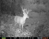 Alberta Whitetail Deer