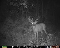 Alberta Whitetail Deer