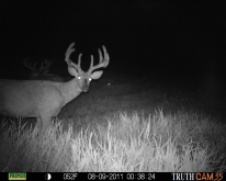 Alberta Whitetail Deer