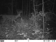 Alberta Whitetail Deer