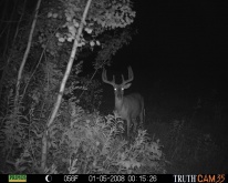 Alberta Whitetail Deer