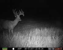 Alberta Whitetail Deer