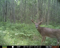 Alberta Whitetail Deer