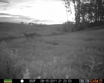 Alberta Whitetail Deer