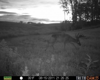 Alberta Whitetail Deer