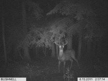 Alberta Whitetail Deer