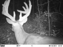 Alberta Whitetail Deer