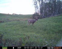 Alberta Whitetail Deer