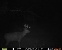 Alberta Whitetail Deer