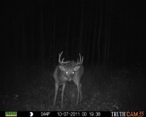 Alberta Whitetail Deer