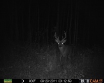 Alberta Whitetail Deer