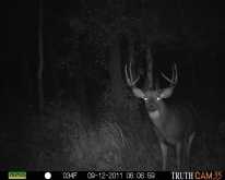 Alberta Whitetail Deer