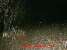 Alberta Whitetail Deer