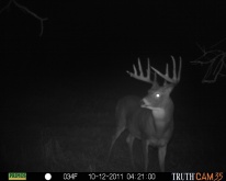 Alberta Whitetail Deer