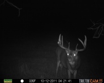 Alberta Whitetail Deer