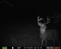 Alberta Whitetail Deer