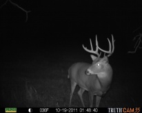 Alberta Whitetail Deer