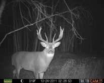 Alberta Whitetail Deer