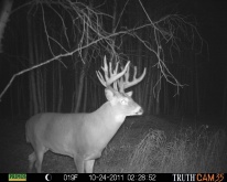 Alberta Trail Camera Pictures 