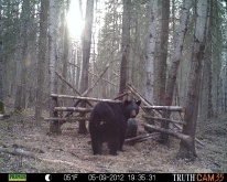 Alberta Black Bear